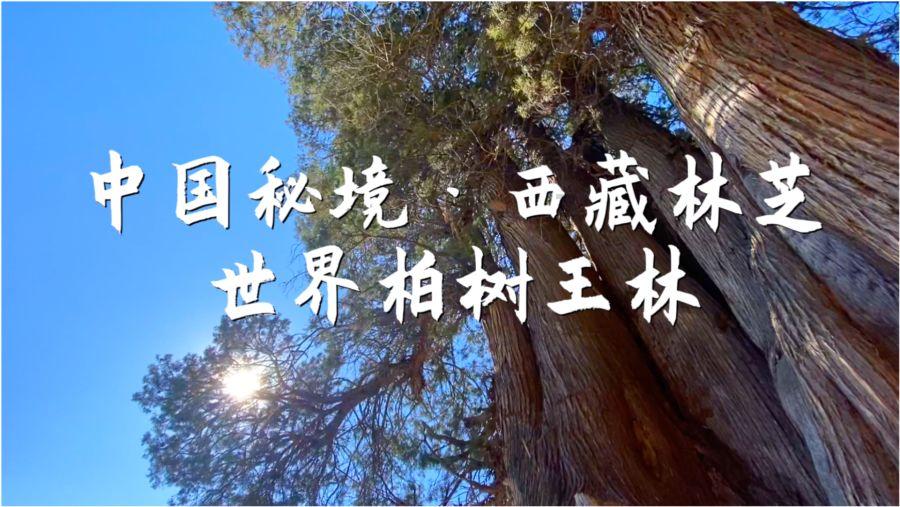 全村的希望